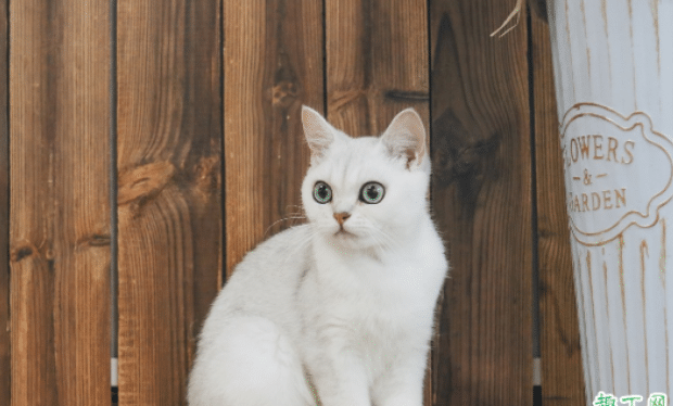 猫咪多大年龄做绝育手术比较好