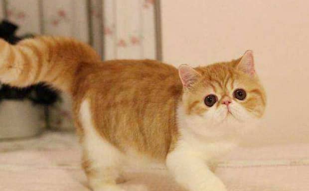 小猫咪什么鼻子