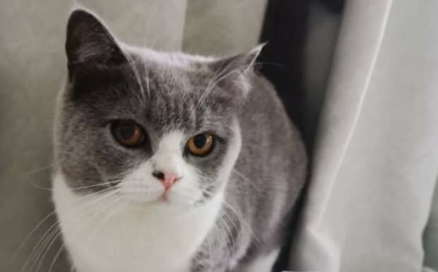 猫突然脾气大变咬人怎么回事 猫突然脾气大变咬人怎么回事