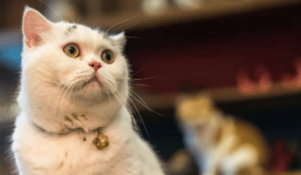 猫咪眼屎为什么是绿色的