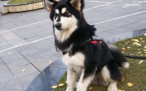养混血阿拉斯加幼犬注意事项