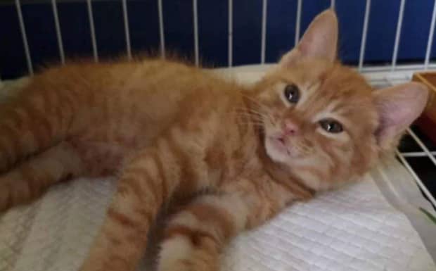 猫怀孕几个月才能下崽