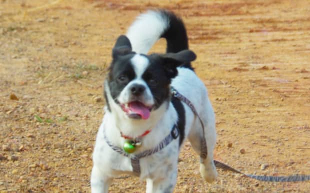 雌犬发情具体表现的四个方面