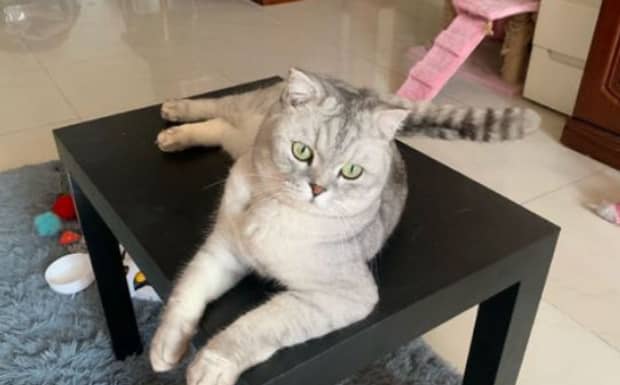 旧猫接受新猫的表现