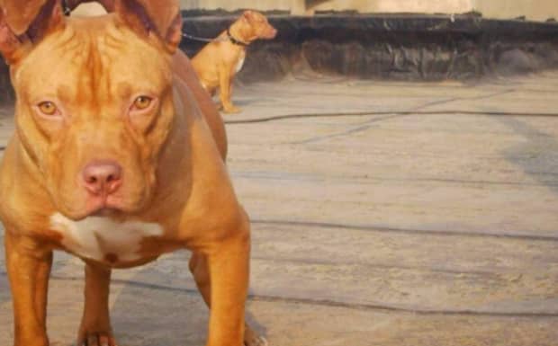 世界嗅觉猎犬排名前十位
