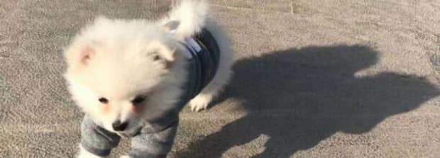 博美犬好养不一窝能生几个 博美犬好养不一窝能生几个