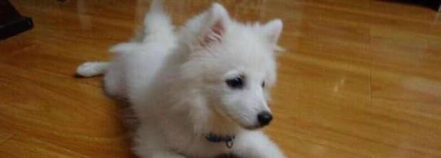 银狐犬为什么很少人养