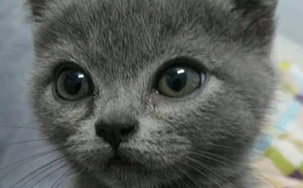 猫咪绝育的利与弊