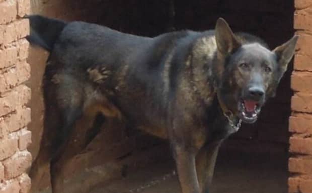 十大猛犬排名 十大猛犬排名
