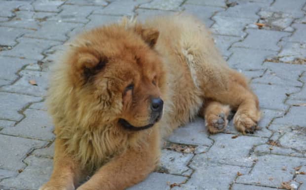 世界十大傻狗排名哈士奇都没进前三斗牛犬超凶猛