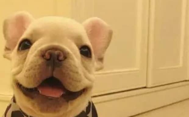 为啥虎斑色恶霸犬便宜