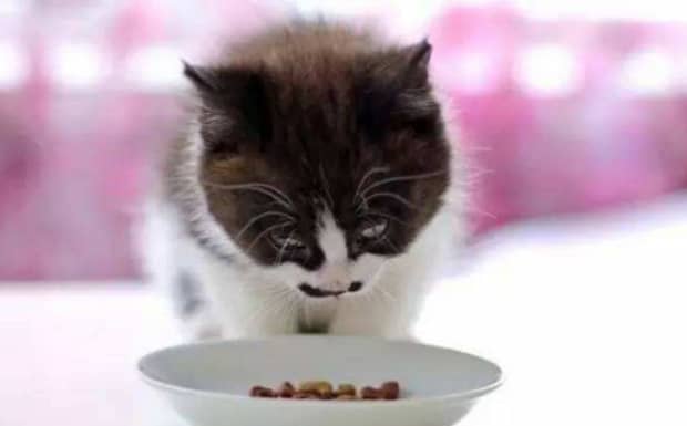 猫大便跟果冻一样软便是猫瘟吗 