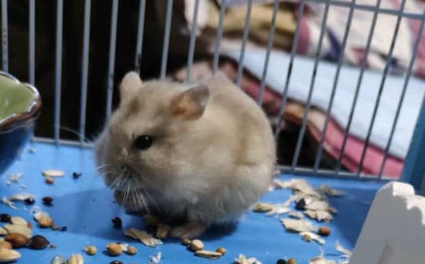仓鼠死前有什么特征