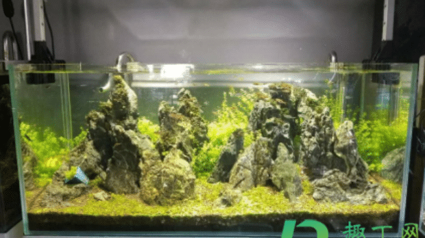 一天的鱼缸水为什么是绿色的