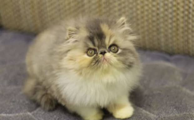 养猫注意事项