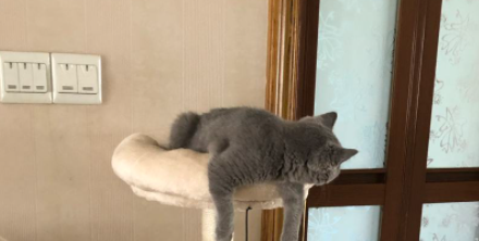 养猫房间味道很大怎么去除
