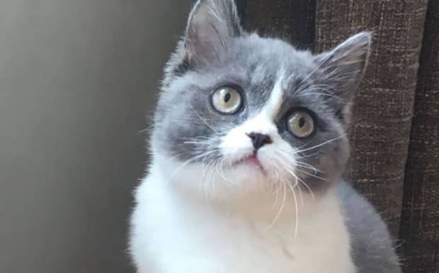猫咪被击倒后会怎么样