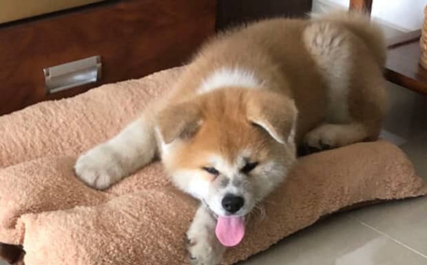 秋田犬与柴犬区别
