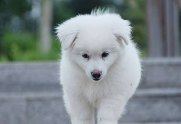 古牧为什么是禁养犬大白熊