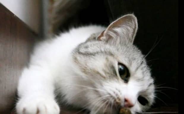 猫大便跟果冻一样软便是猫瘟吗 