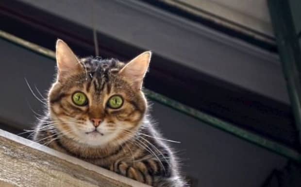 猫咪得耳螨会传染人吗