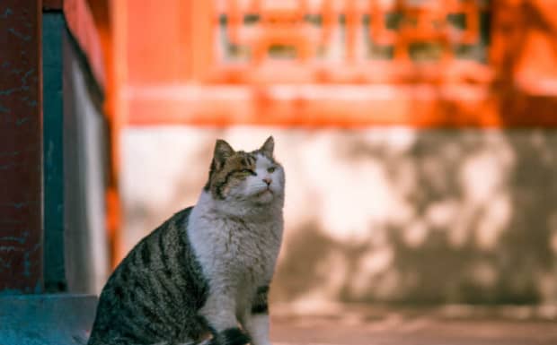 猫能吃什么
