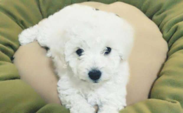 比熊犬价格一般多少钱啊
