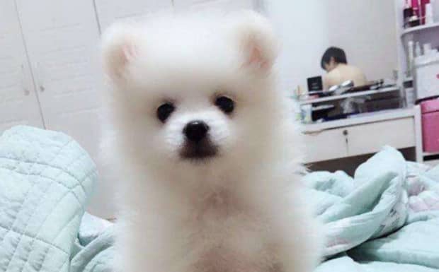 博美犬的性格