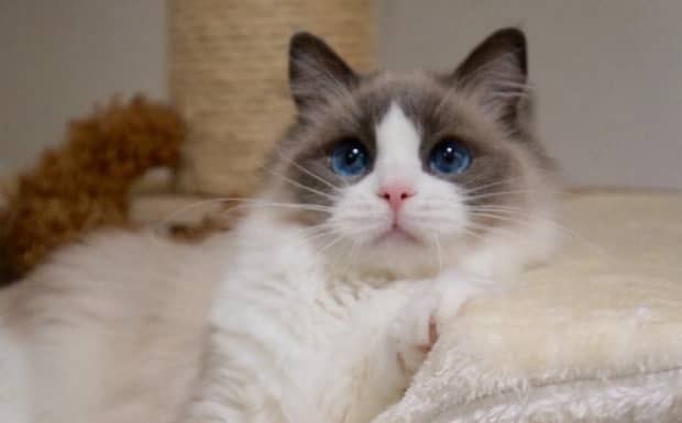 适合家养的猫排行榜