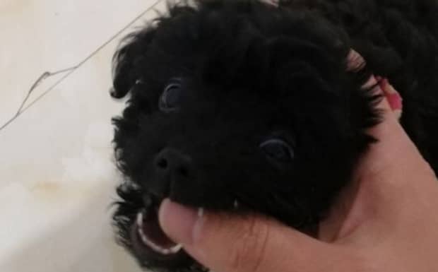 泰迪犬几岁适合配种
