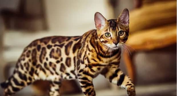 宠物猫的品种及图片-世界上最可爱的猫品种前十名