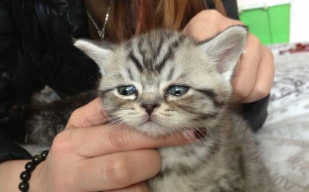 新手第一次养猫养哪个品种比较好 新手第一次养猫养哪个品种比较好