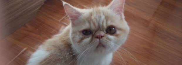 猫咪得猫癣多久能治愈