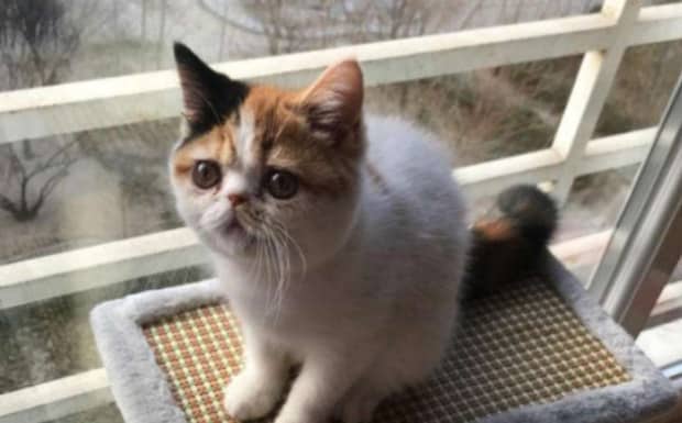 猫怀孕几个月才能下崽