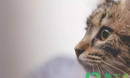 猫怕什么气味一闻就跑 猫怕什么气味一闻就跑