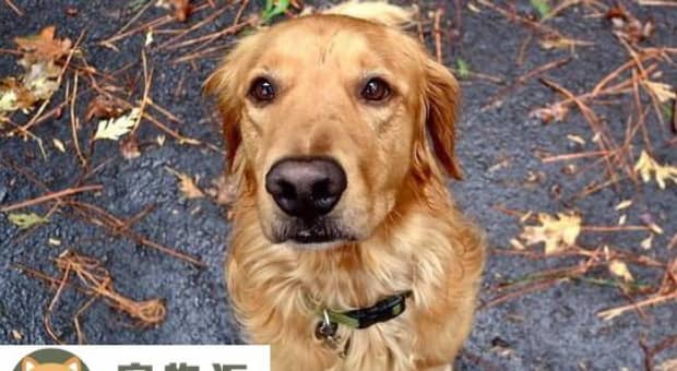 秋田犬性格和缺点