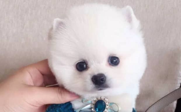 茶杯博美犬和俊介区别