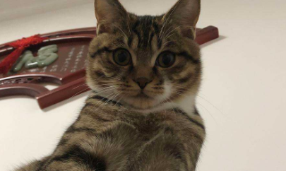狸花猫什么行为算是认主人