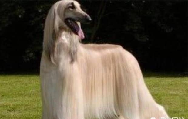 世界十大傻狗排名哈士奇都没进前三斗牛犬超凶猛