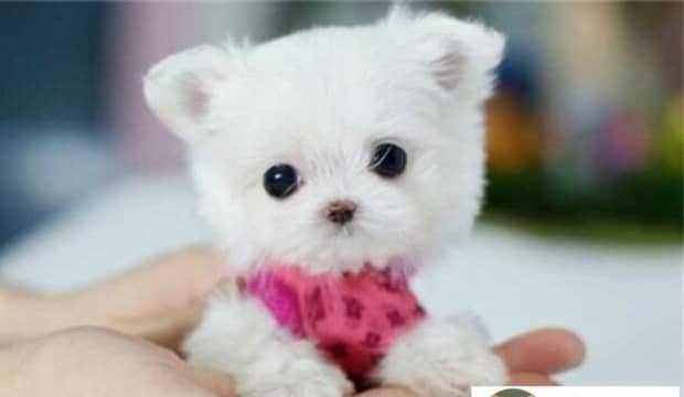 茶杯犬要多少钱-养茶杯犬一个月的花费要多少钱