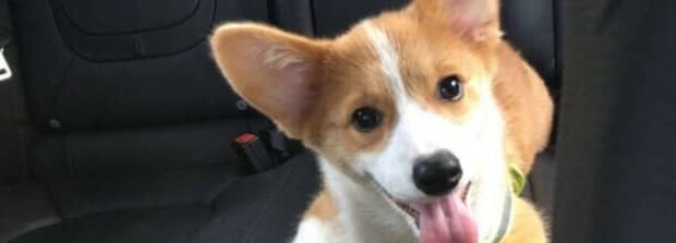 什么小型犬最好养又聪明