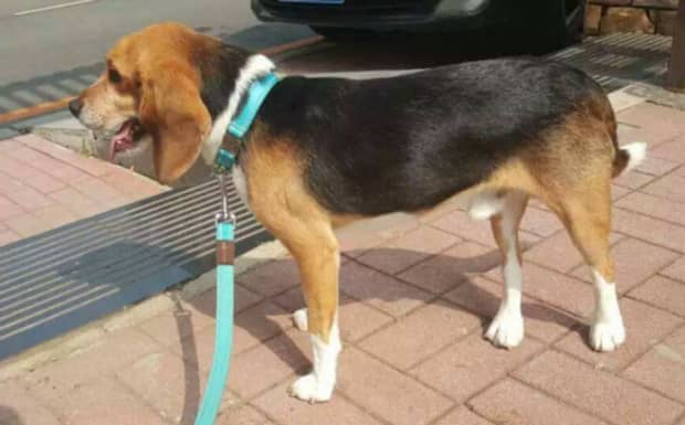 比格犬最大可以长多少斤