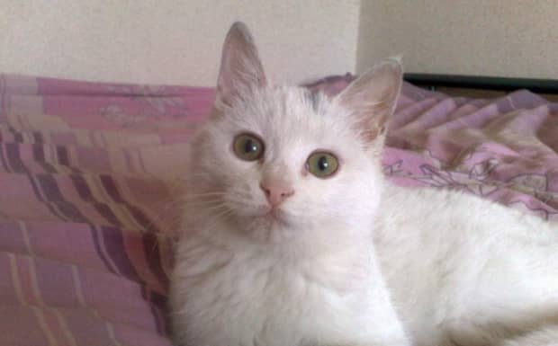 养猫对女生有什么坏处