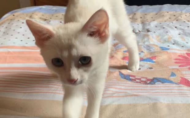 怎么看猫有没有得猫腹水 怎么看猫有没有得猫腹水