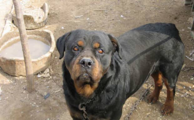 世界十一大名犬排名
