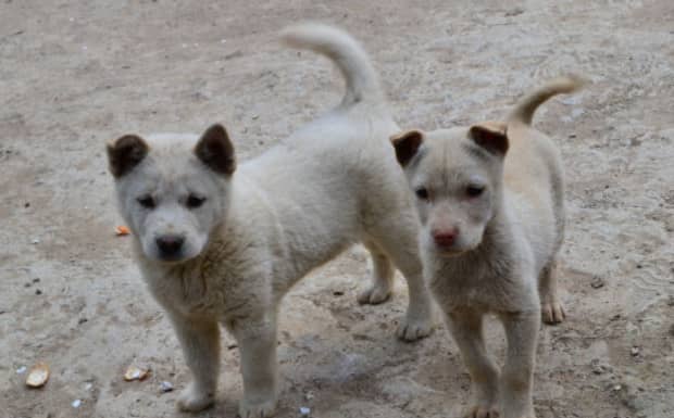 中华田园犬禁养怎么办 中华田园犬禁养怎么办