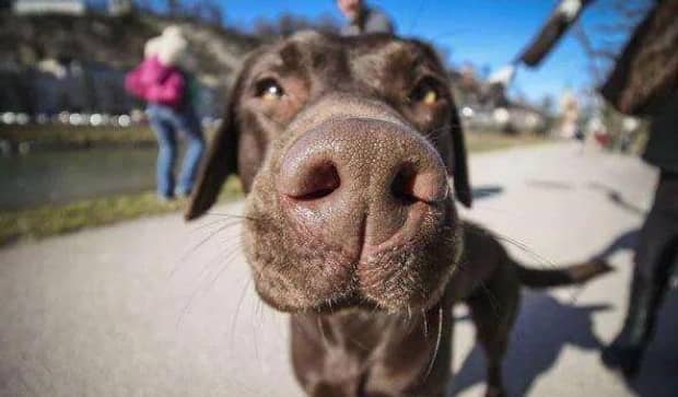 适合家养的短毛犬有哪些