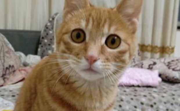 养橘猫的十大忌讳