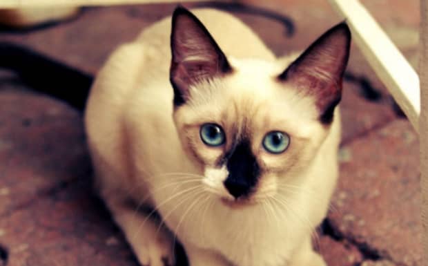 建议养的10种猫不掉毛的猫 建议养的10种猫不掉毛的猫