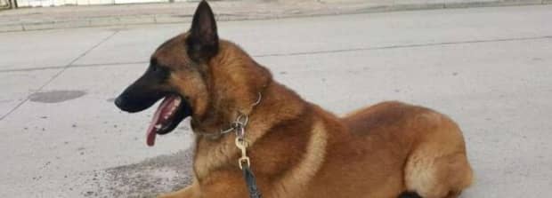 马犬标准体重和肩高